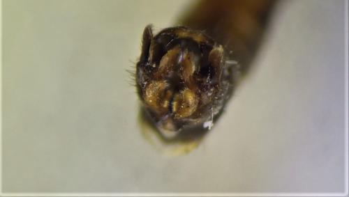 Tipula rufina